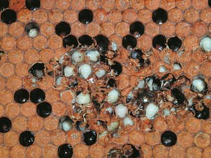 Choroby wirusowe czerwia i pszczół